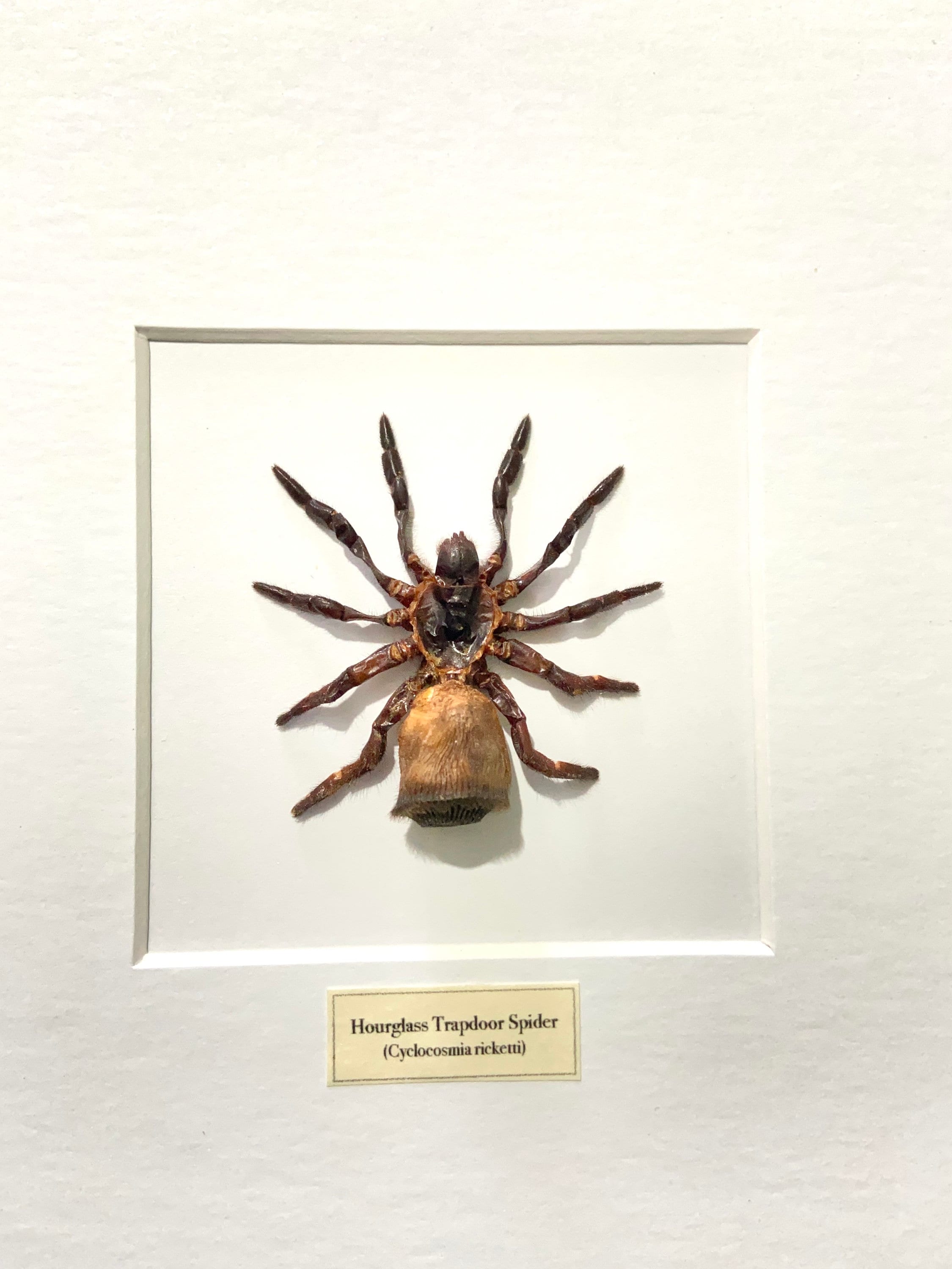 Hourglass Trapdoor Spider (cyclocosmia Ricketti) Framed. Spider