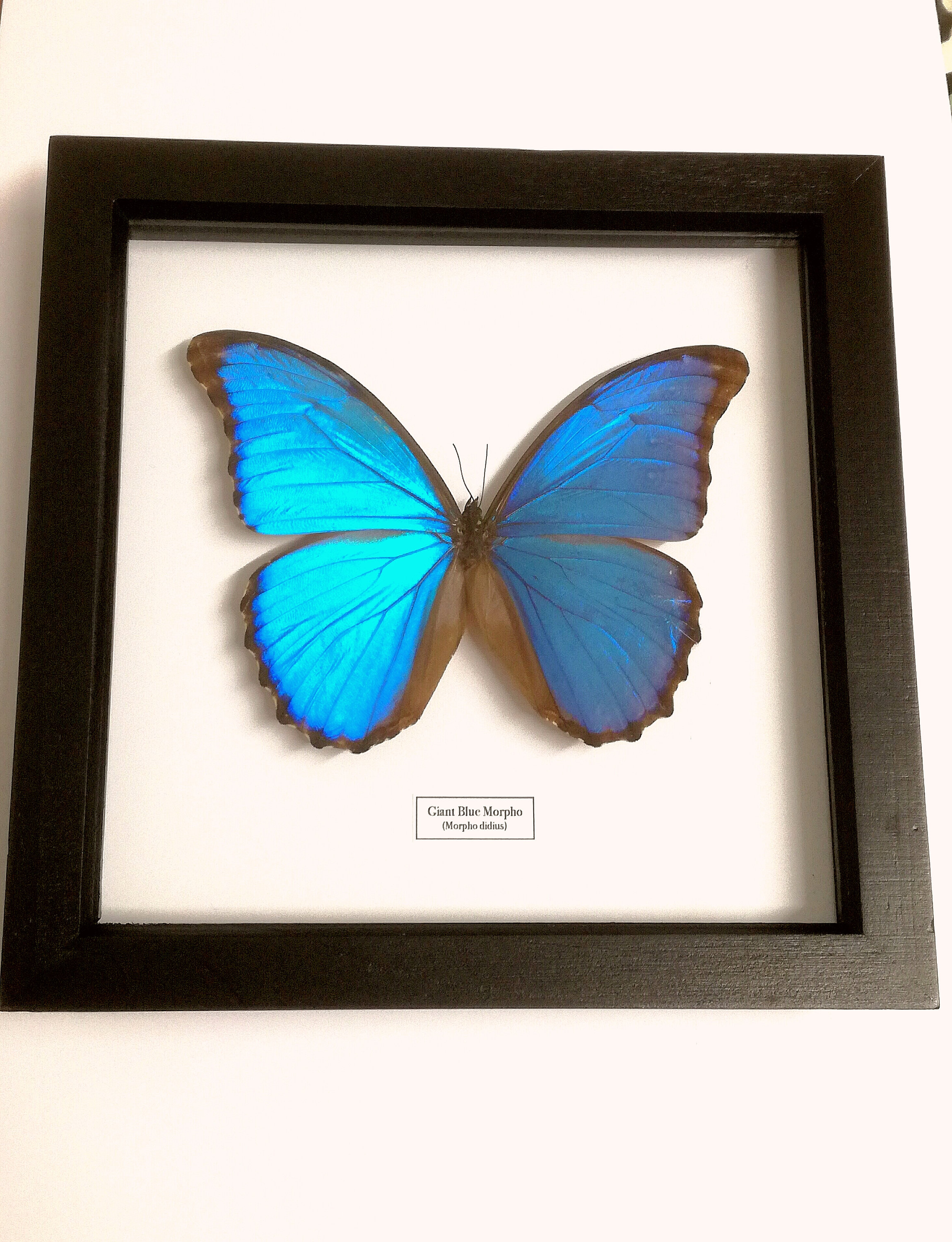 Blue Morpho Giant (godarti Didius) Butterfly (real Framed Insect