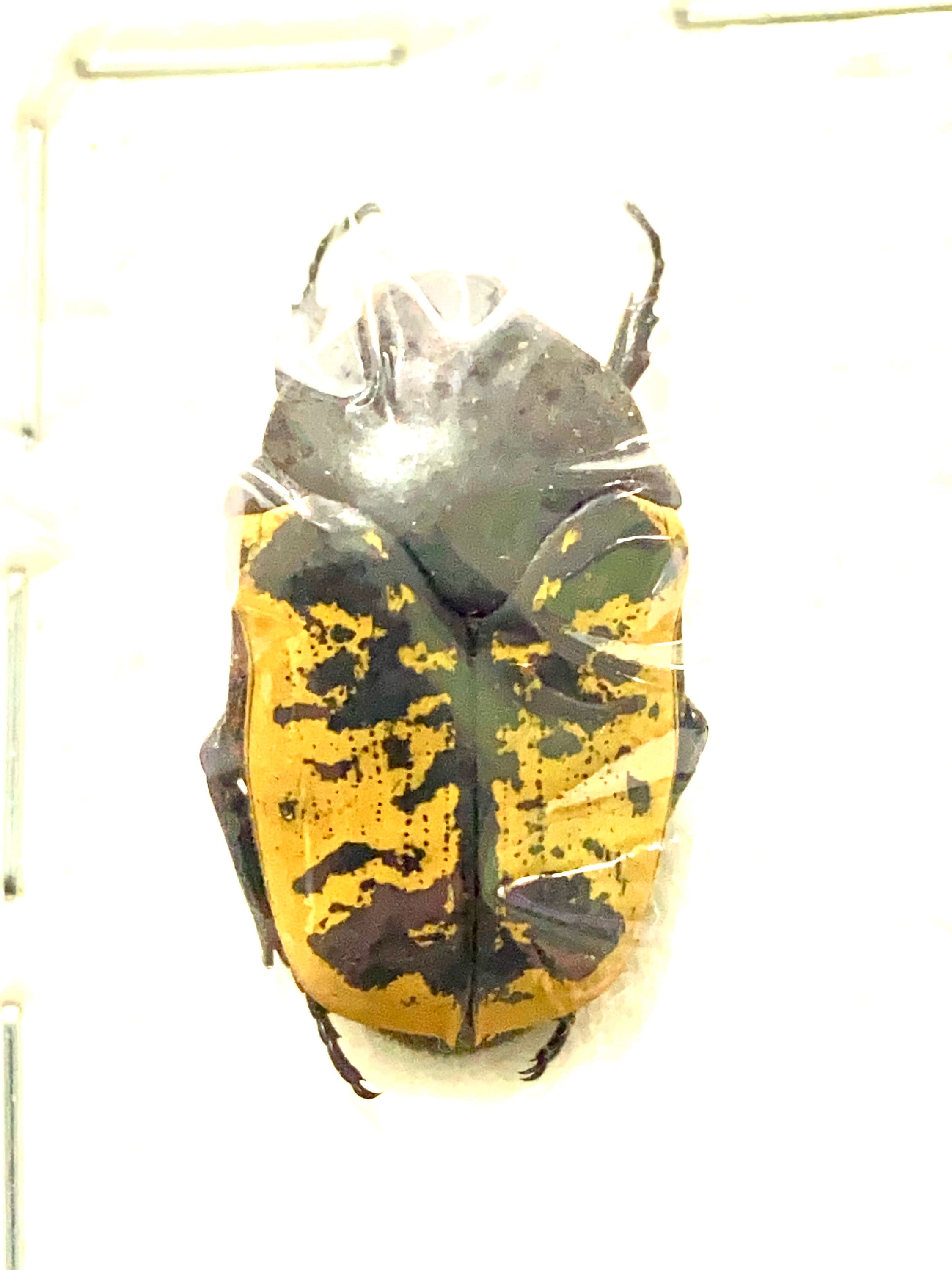 標本 Mexico Gymnetis s.p 23mm Arizona Jewel Beetle. Gymnetis. Real Insects. Insect Specimen