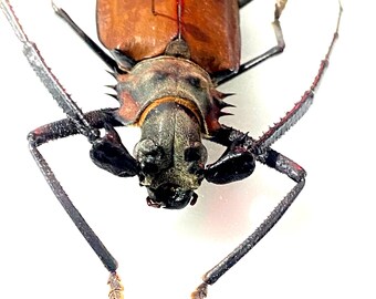 ペルーカミキリムシ　Callipogon Armillatus ？約112mm Callipogon Armillatus.longhorn Beetle. Real Insect. Insect