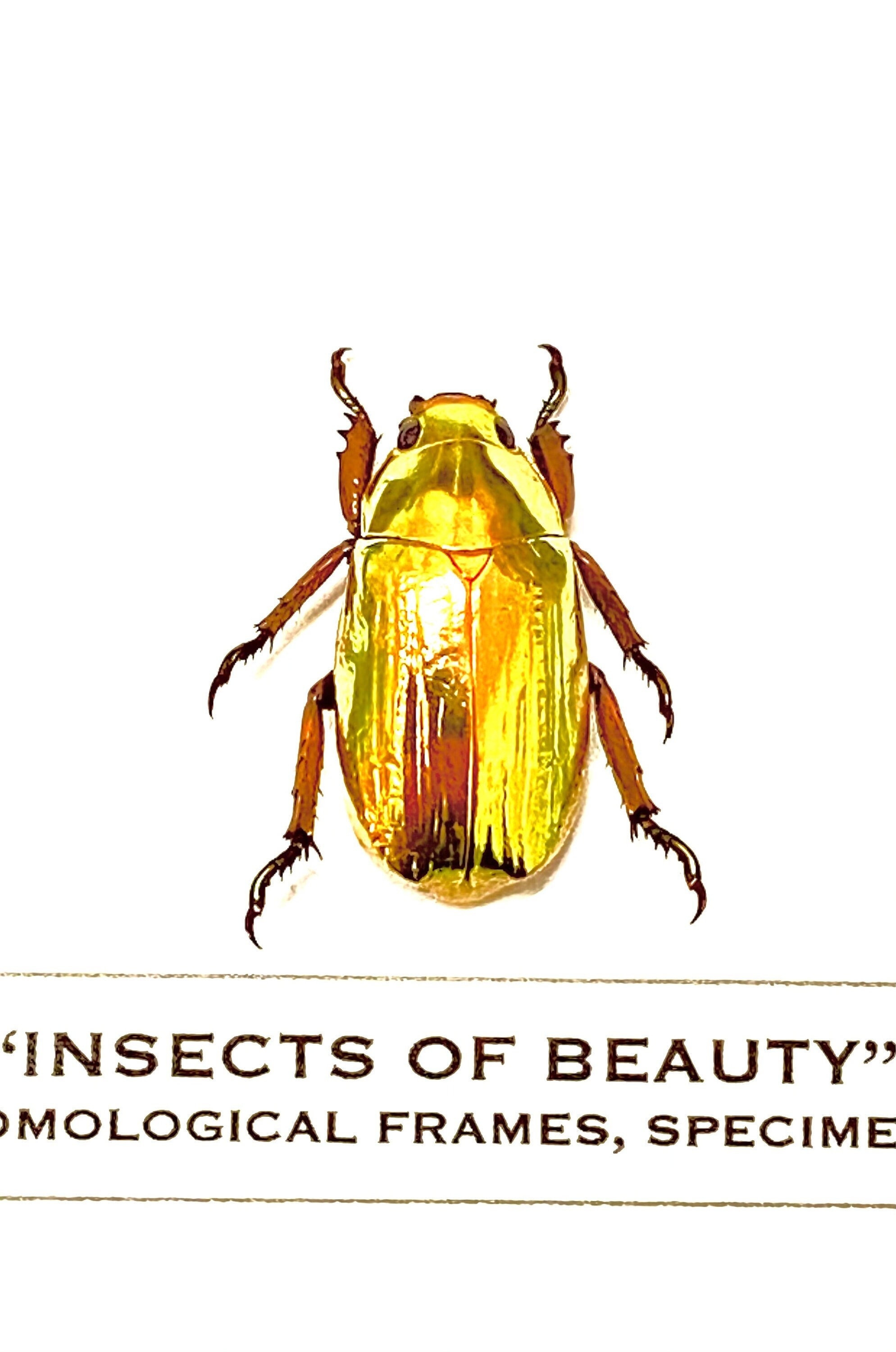 黄金のスカラベ。Chrysina resplendens。金色。本物の昆虫標本