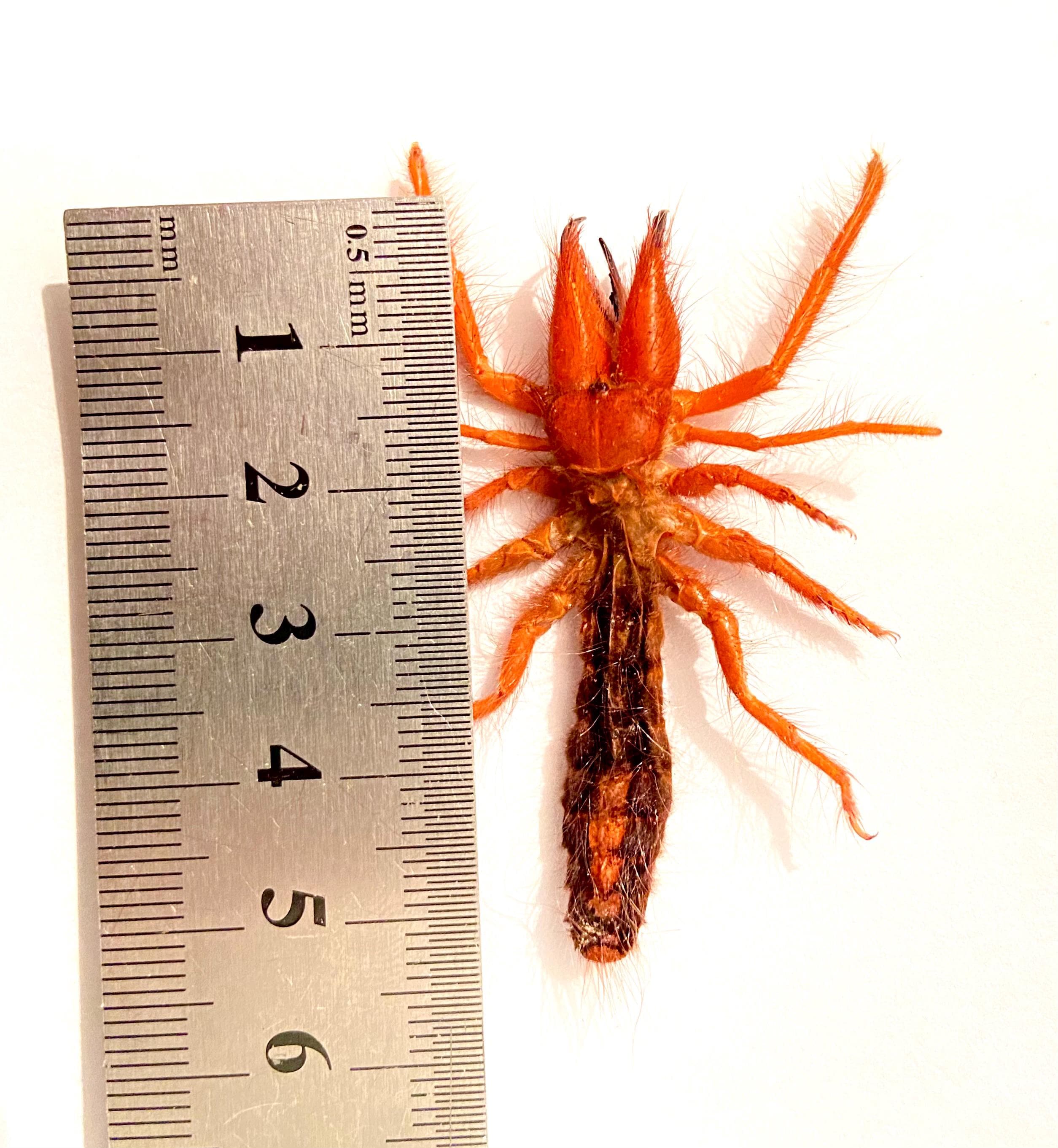 ラクダグモ。サソリグモ科。ディノハックス。風サソリ。サンスパイダー