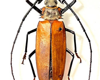 Odontolabis Lacordairei 47mm, Large Lucanid Stag Beetle, Real