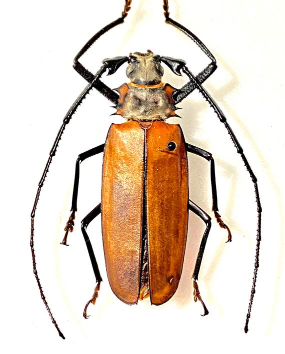 ペルーカミキリムシ　Callipogon Armillatus ？約112mm Callipogon armillatus。カミキリムシ。本物の昆虫。昆虫標本
