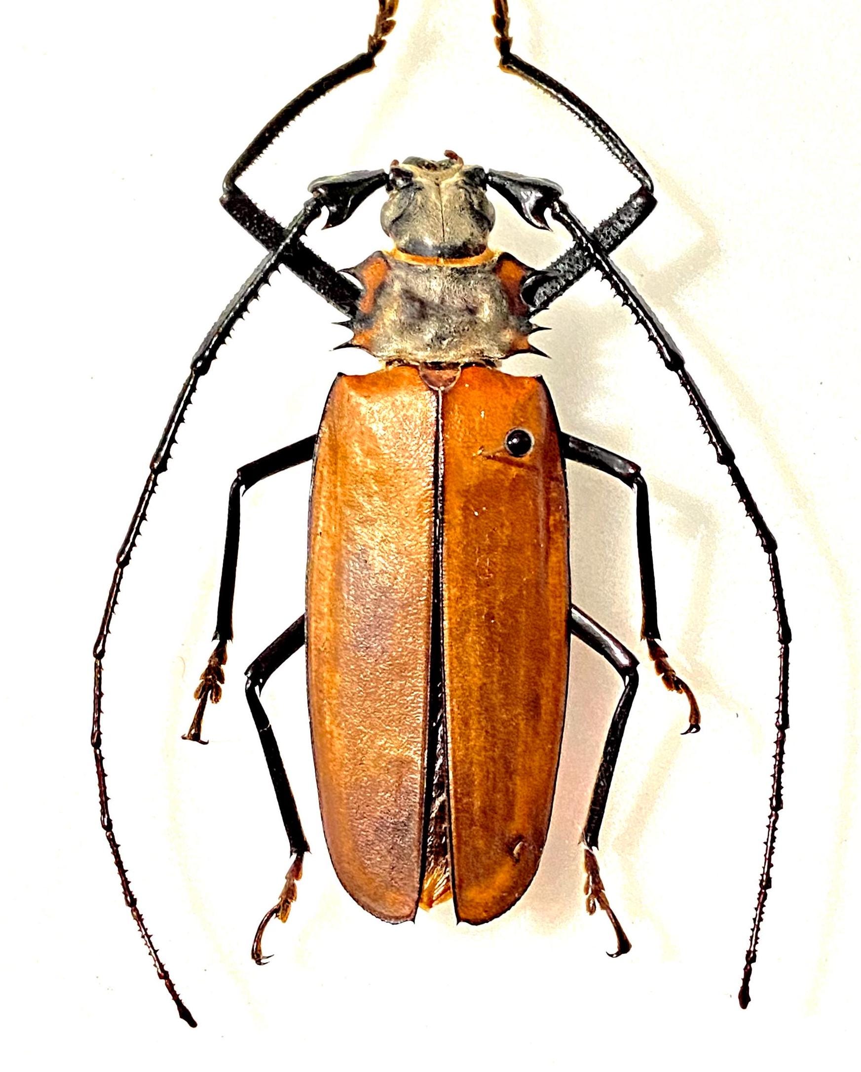 カミキリムシ（および甲虫）標本 Callipogon armillatus。カミキリムシ。本物の昆虫。昆虫標本