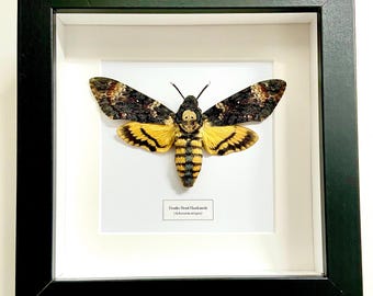 Deaths Head Hawkmoth (Acherontia Atropos) real Insect Framed. death moth. skull. real moth. goth. macabre. horror. insectsofbeauty.