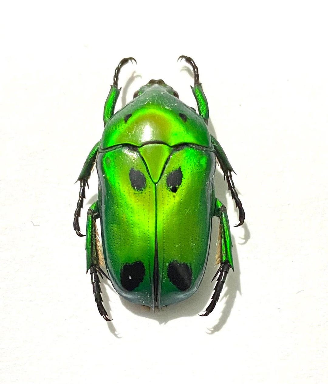 Green Scarab. Framed. Scarab. Beetle. Plusiotis. Cetoniidae