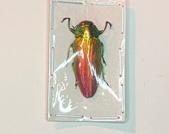 レインボー ジュエル ビートル。Belionata sumptuosa。タマムシ科