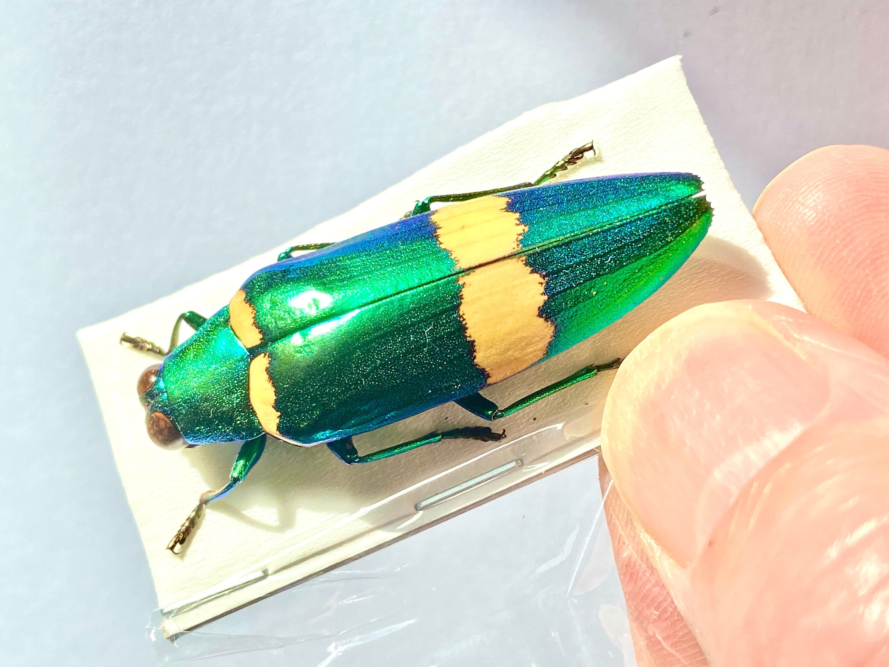 Chrysochroa klapaleki。非常に珍しいタマムシ。A1 品質。タマムシ科