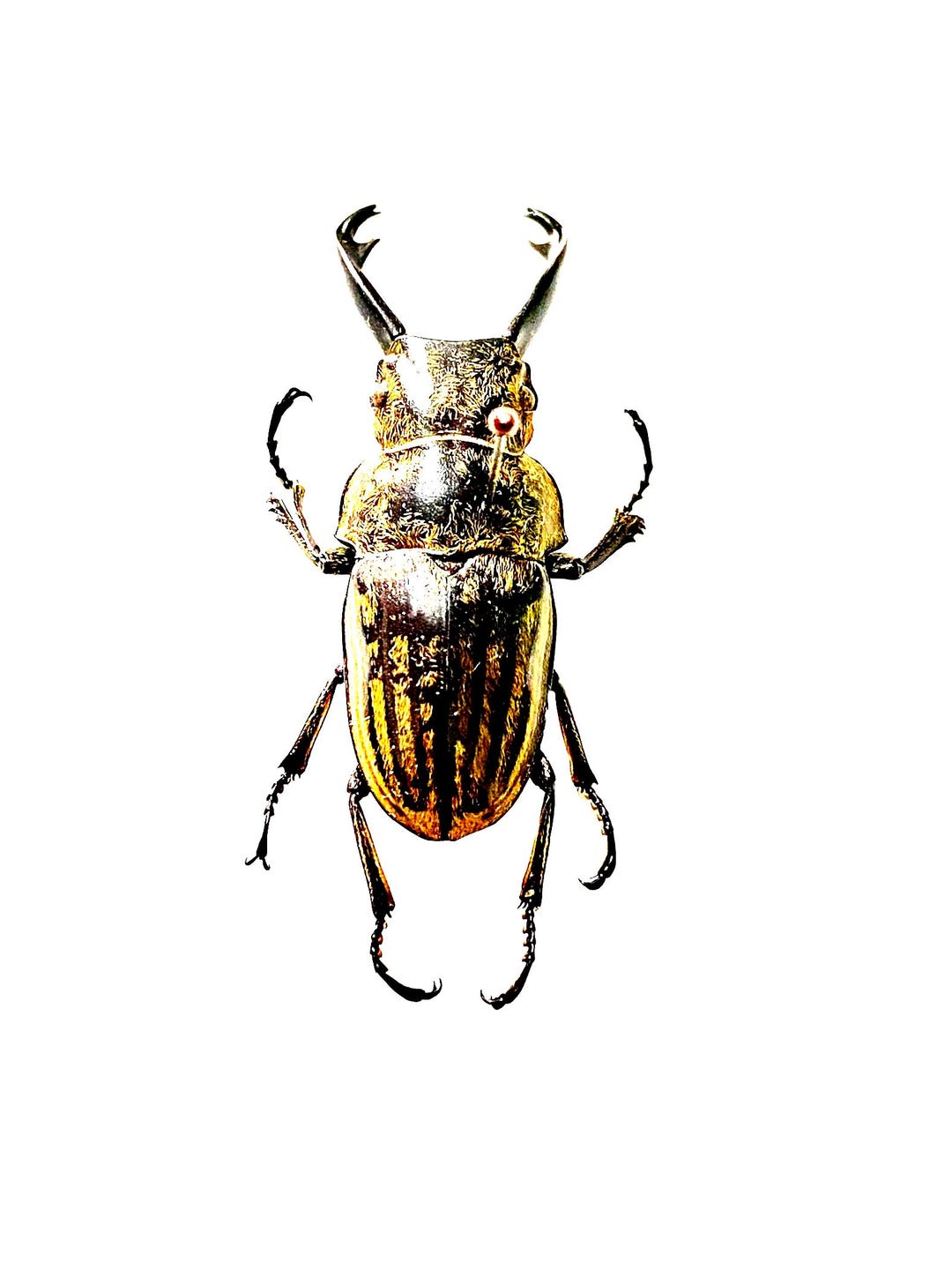 アート・デザイン・音楽 IL CERVo VOLANTE (Coleoptera lucanidae) Lucanidae – Wonderful-Insects アート・デザイン・音楽