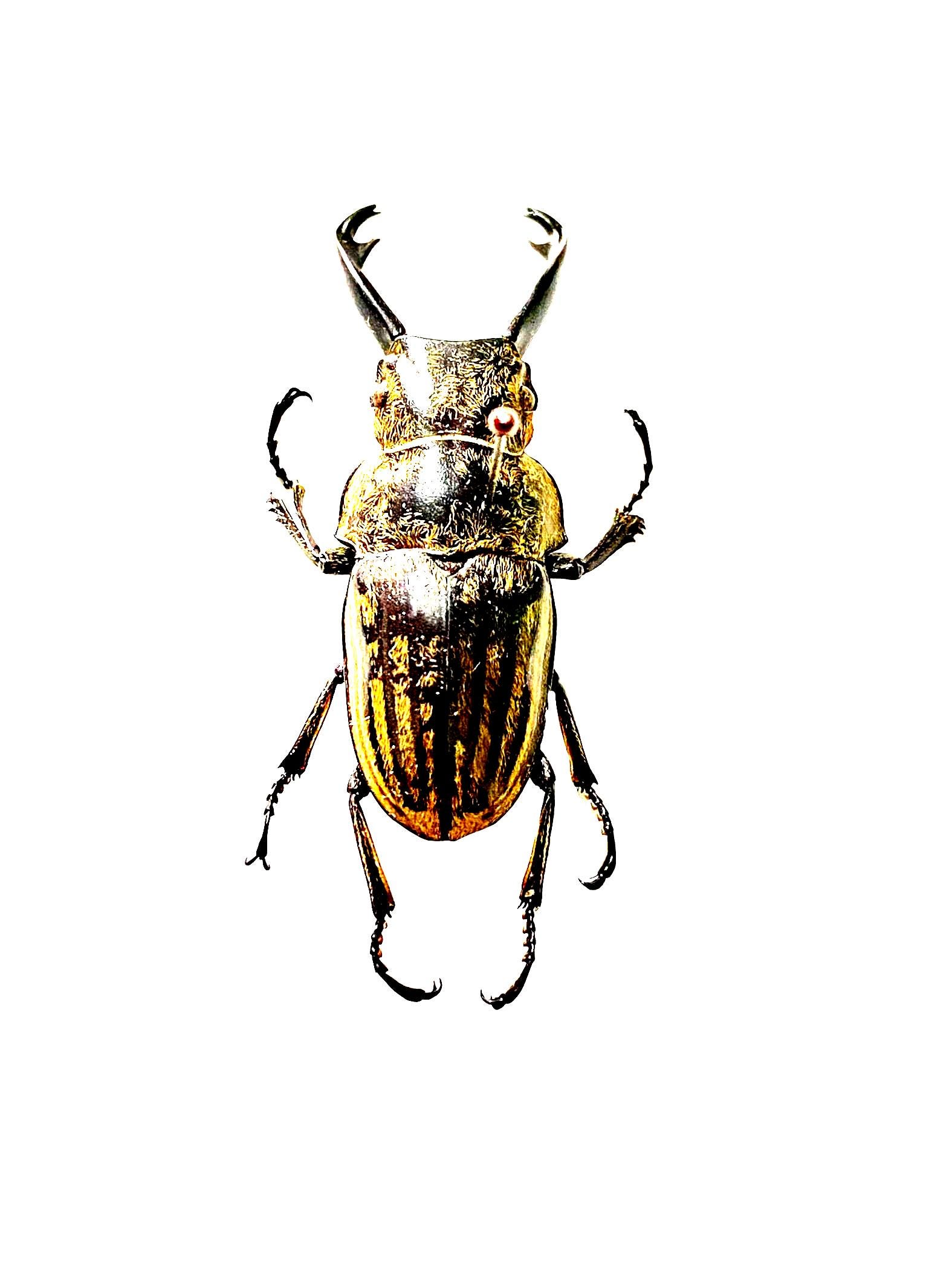 Striped Stag Beetle. Odontolabis Striata. Real Specimen. Lucanidae