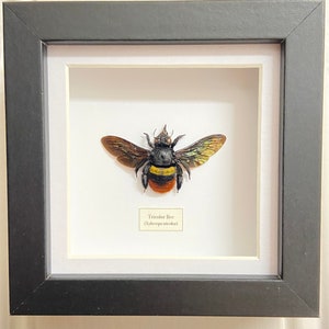 Tricolour Bee (Xylocopa tricolour) real specimen framed. Real bee. Insectsofbeautyuk. Insect sale. Entomology. Wasp. Hornet. Bumble bee.