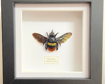 Tricolour Bee (Xylocopa tricolour) real specimen framed