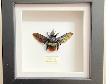 bumble-bee-bee Xylocopa Confusa Yellow Bumble Bee With Purple Metallic