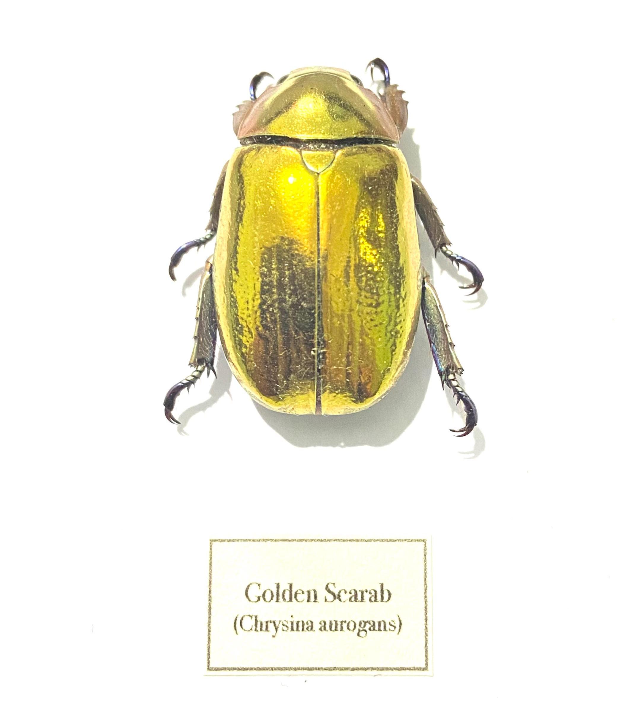 黄金のスカラベ。Aurigans。本物の昆虫標本A1。カブトムシ。スカラベ