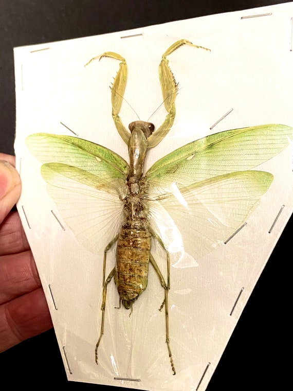 カマキリの大型メス標本のみ。 - Etsy 日本