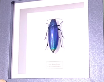 Blue Jewel Beetle.chrysochroa fulminans.real insect . Insectsofbeautyuk. Framed insect. Beetle. Jewel beetle. Entomology. taxidermy