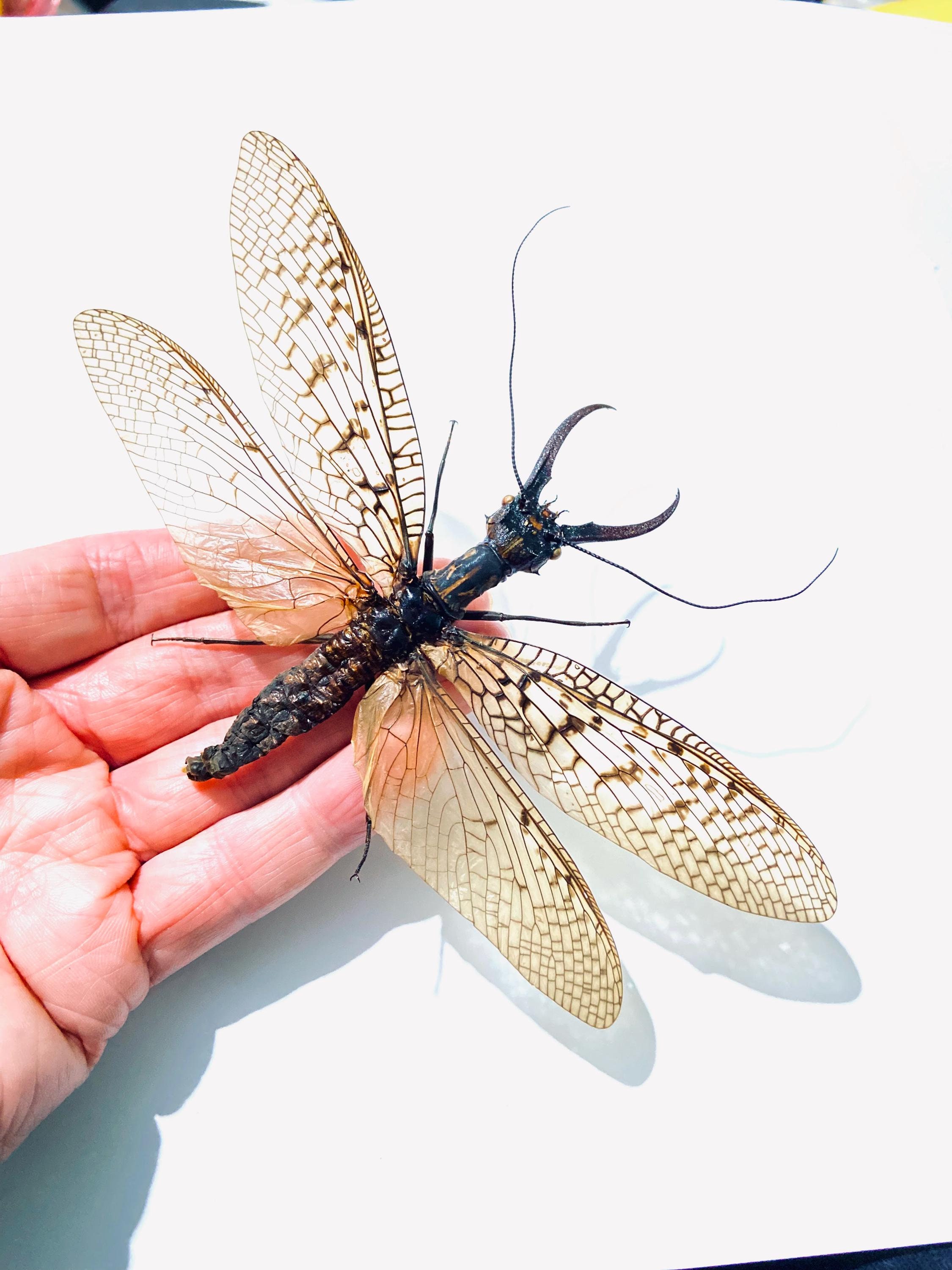 ドブソンフライ、Acanthacorydalis fruhstorferi。本物の昆虫