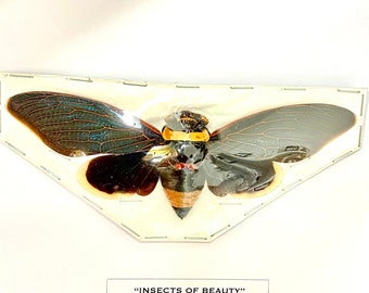 Cicada Tacua speciosa) の実物の額装標本。 - Etsy 日本