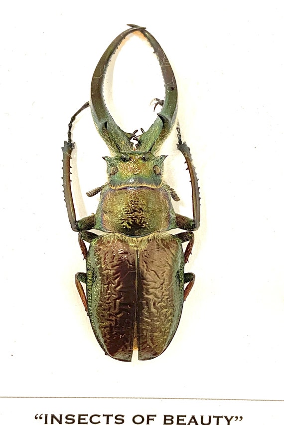 Four Eyed Stag Beetle (sphaenognathus Gigantheus) Specimen Only
