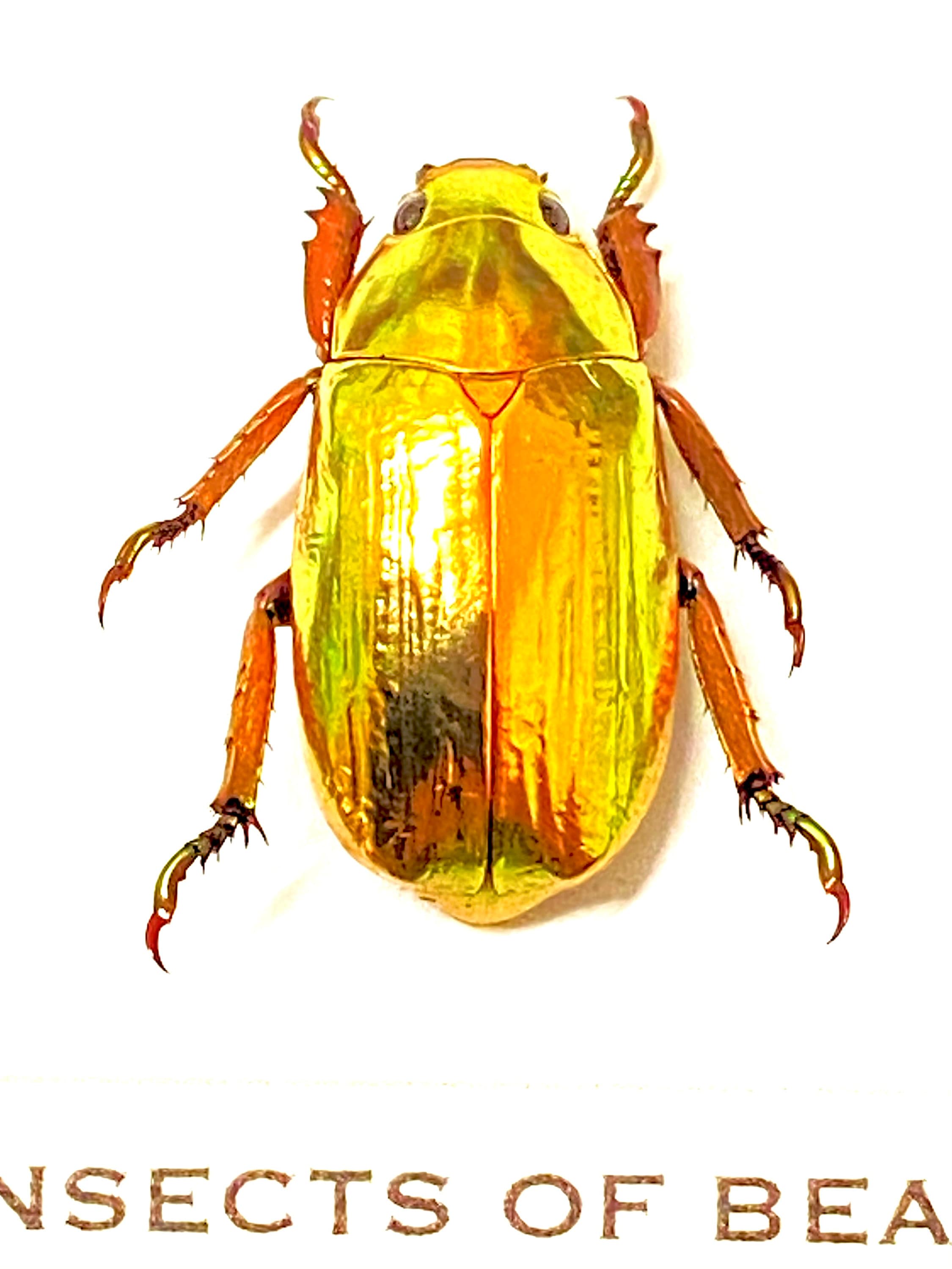 黄金のスカラベ。Chrysina resplendens。金色。本物の昆虫標本
