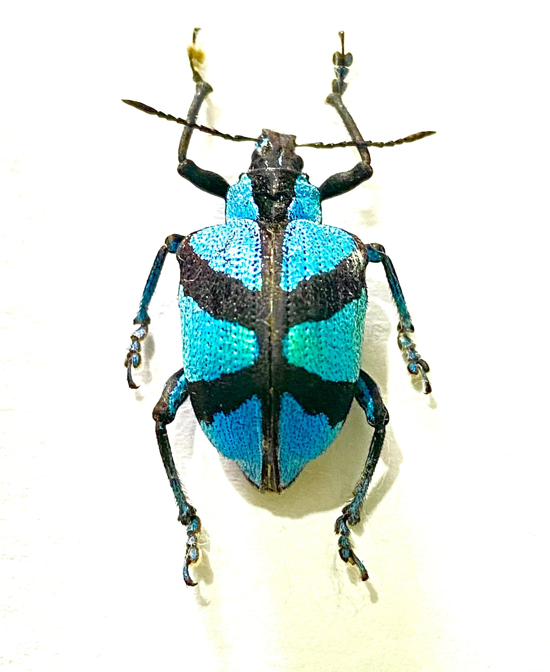 メタリックブルーゾウムシ。polyteles decussatus。甲虫。本物の昆虫