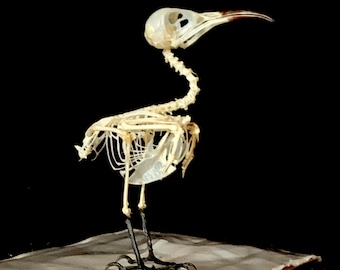 ドブネズミの頭蓋骨 (Rattus norvegicus) 本物の頭蓋骨。齧歯動物