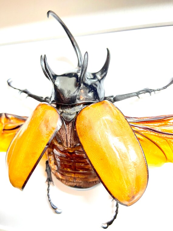 昆虫標本。 5 HORN RHINOCEROS BEETLE . REAL Eupatorus