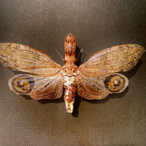 Peanut Head Bug (Fulgora laternaria) real specimen.lantern fly.fulgorid.stick insect.phasmid.praying mantis.insect specimen.insectsofbeauty