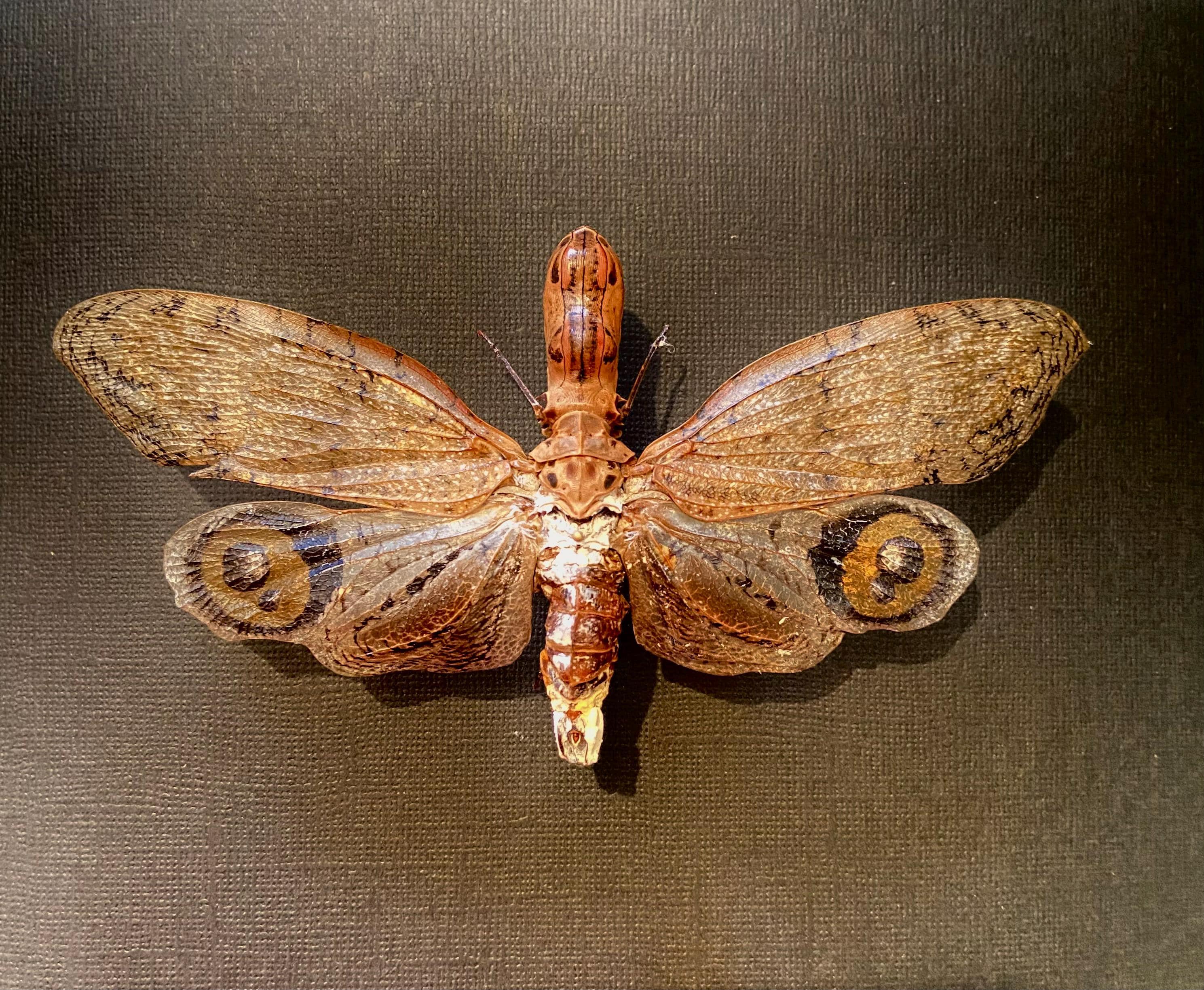 Peanut Head Bug (fulgora Laternaria) Real Specimen.lantern Fly