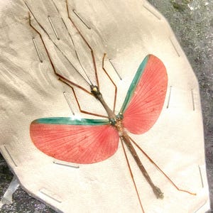May include: A preserved stick insect with large, pink wings with a green border. The insect is pinned to a white background.