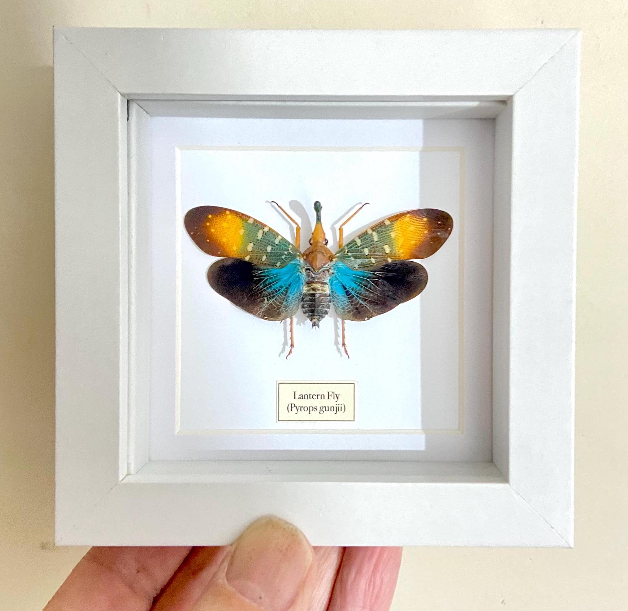 Turquoise Lanternfly. Pyrops Gunjii. Framed Insect. Planthopper