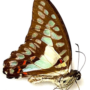 Puede incluir: Una mariposa marrón y azul con marcas blancas en sus alas. La mariposa está montada sobre un fondo blanco.