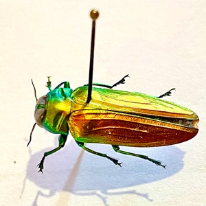 Rainbow Jewel Beetle. Belionata sumptuosa. buprestidae. Scarab. insect specimen. beetle. oddities. insectsofbeauty.taxidermy. chrysochroa.