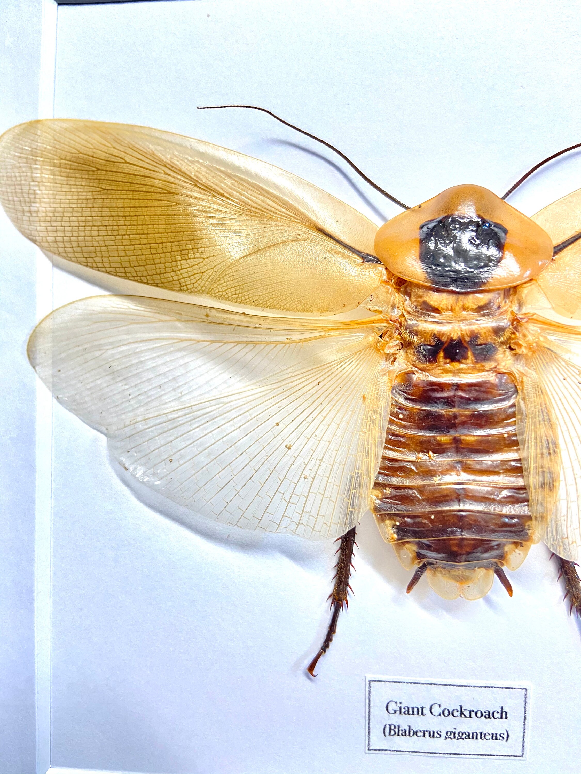 Blaberus Giganteus Flying