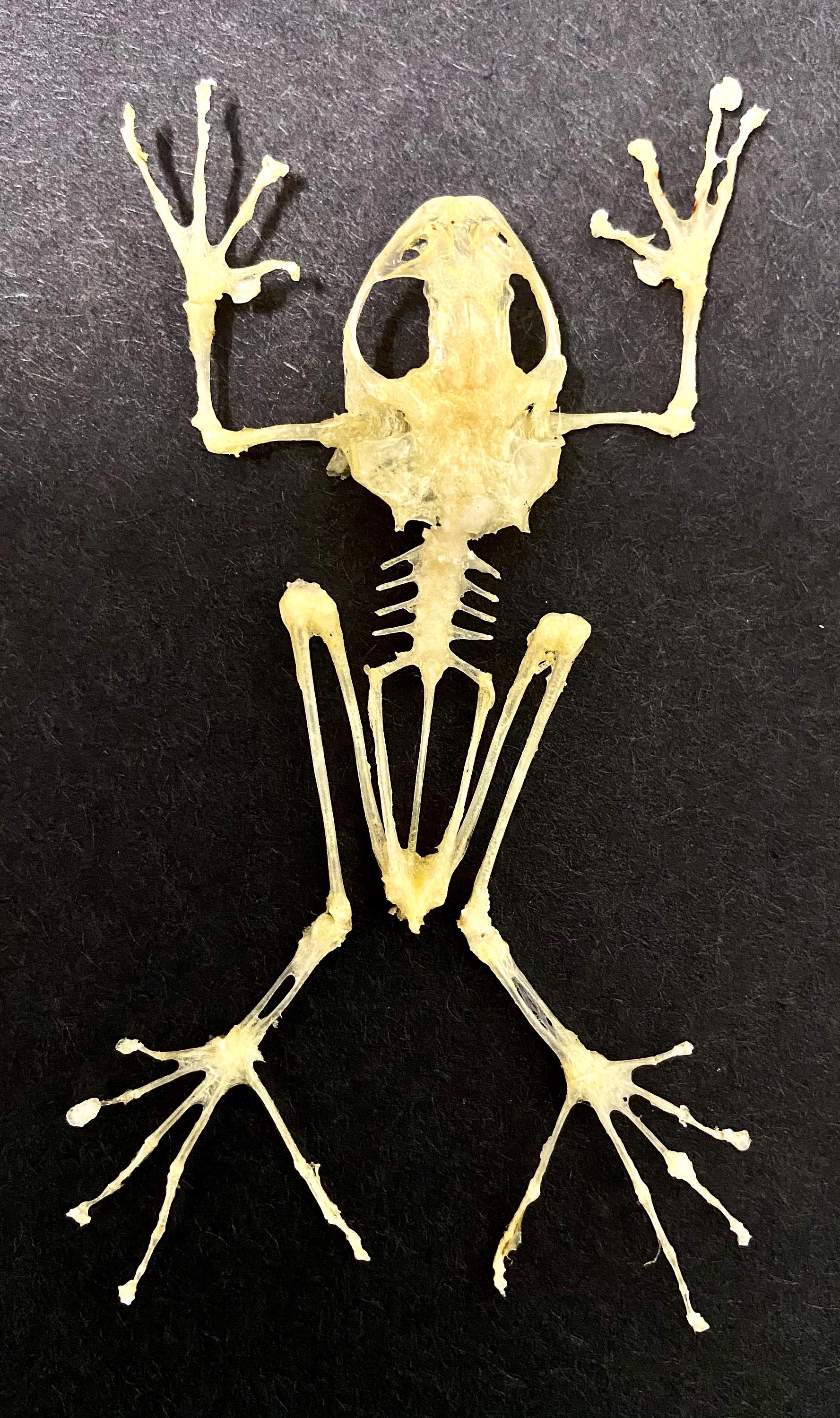 カエルの骨格（飛翔蛙）実物（額装なし）。アオガエル属（rhacophorus