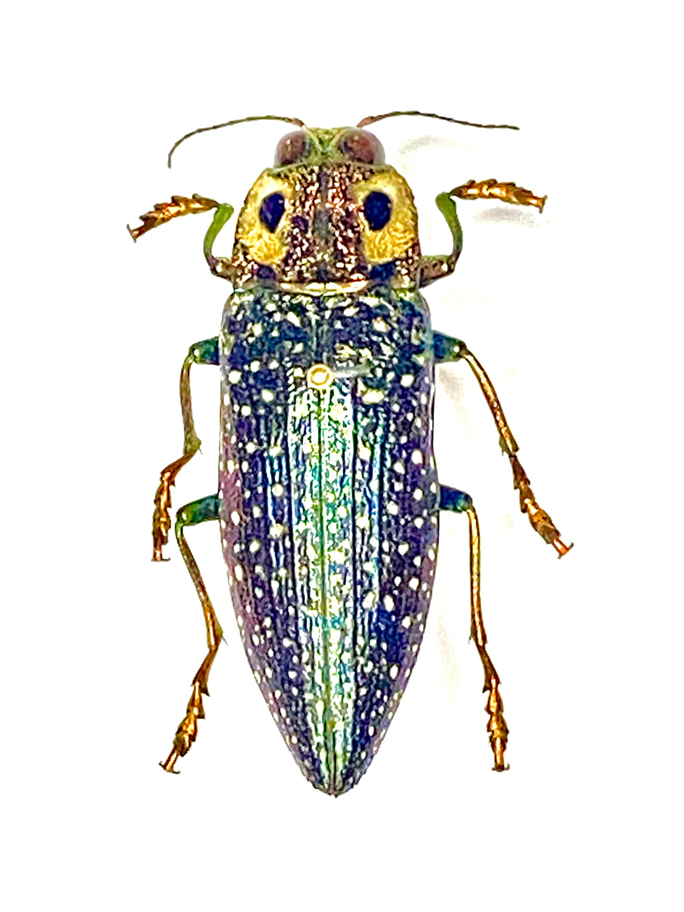 False-eyed Jewel Beetle. Real Specimen - Etsy