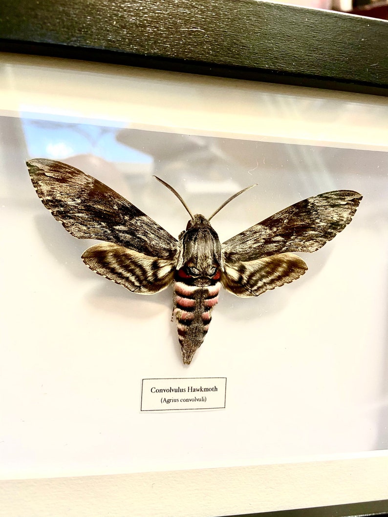 Convolvulus Hawkmoth Agrius convolvuli real moth framed. image 6