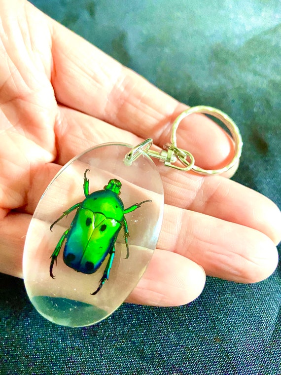 Beetle Key Ring. Real Insect. Asian Fruit Beetle. Key Fob. Lucite. Resin Art. Insect Art. Pachnoda. Insectsofbeautyuk. Crafts. Insect Etsy Canada