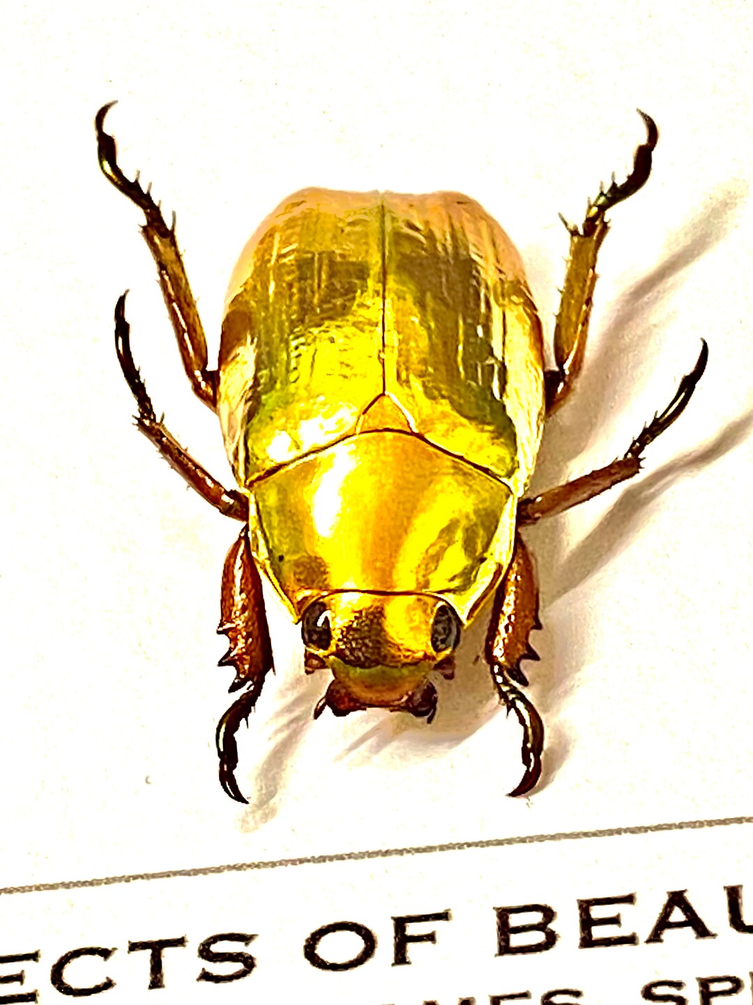標本 Honduras Chrysina spectabilis 35mm 標本 Honduras Chrysina spectabilis 35mm Jewel Scarabs (Chrysina sp