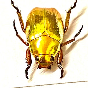 Gold Scarab Beetle .Chrysina resplendens. gold. real insect specimen.beetle. scarab beetle. insectsofbeautyuk. real beetle. insect frame.
