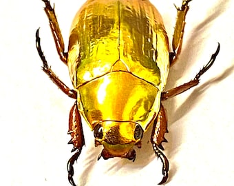 Golden Scarab Beetle (Chrysina resplendens) Real Insect Specimen