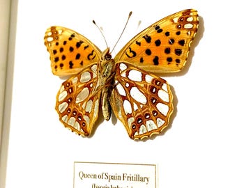 Queen of Spain Fritillary. Real butterfly. Issoria lathonia. Lepidoptera.framed butterfly. Insectsofbeautyuk.