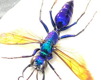 Jewel wasp. Chlorion lobatum.wasp.bee. insectsofbeauty. real insect. framed insect. vespidae. insect art