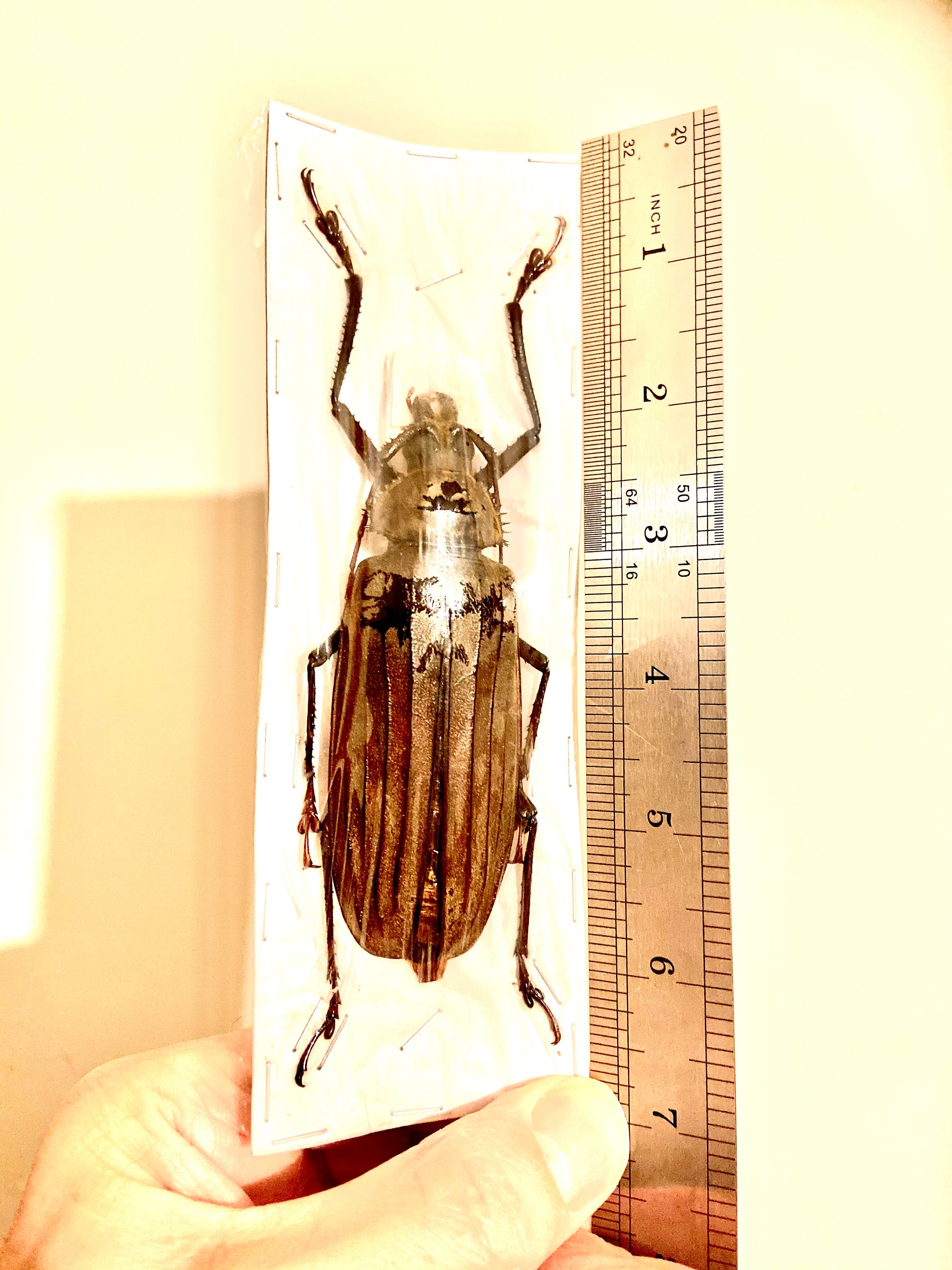 巨大なカミキリムシ（Xixuthrus sp）の実物標本。甲虫。美しい昆虫