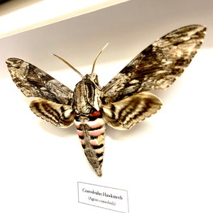 Convolvulus Hawkmoth Agrius convolvuli real moth framed. image 1