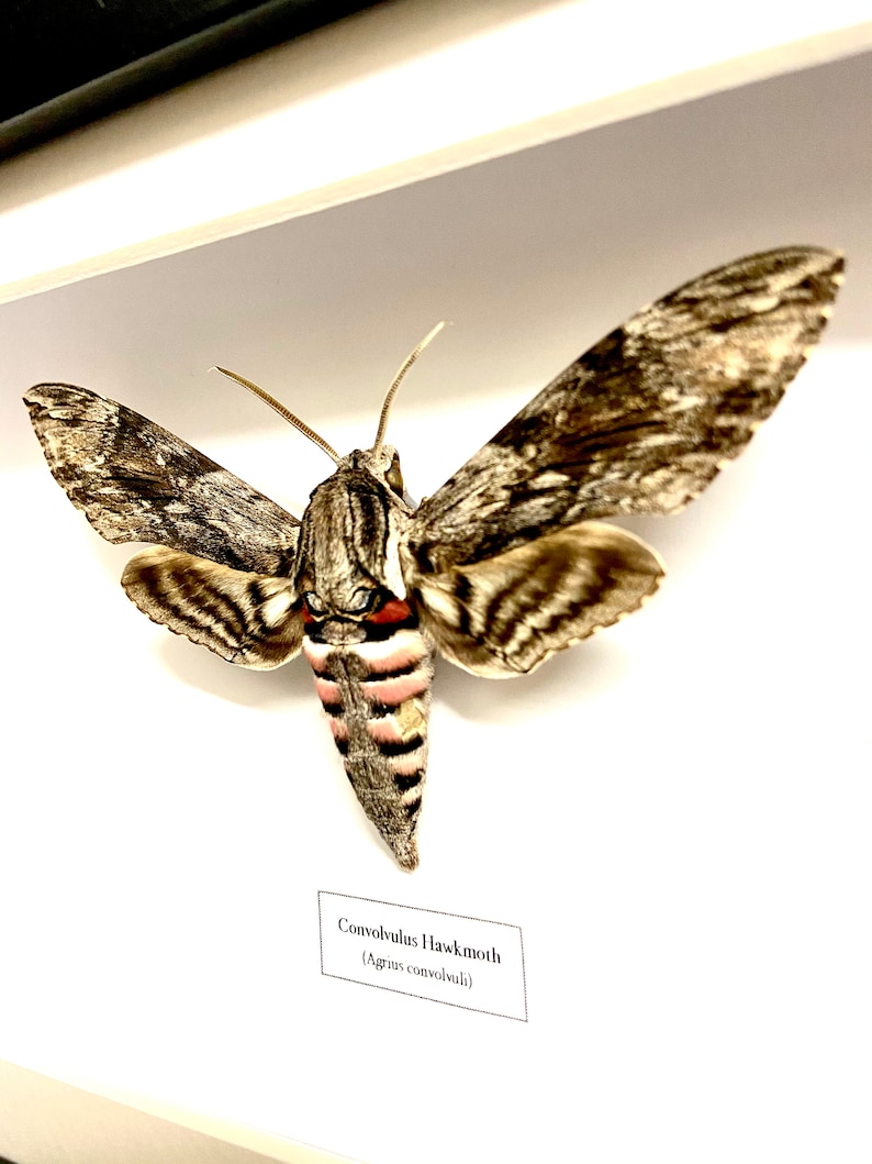 Convolvulus Hawkmoth Agrius convolvuli real moth framed. image 1