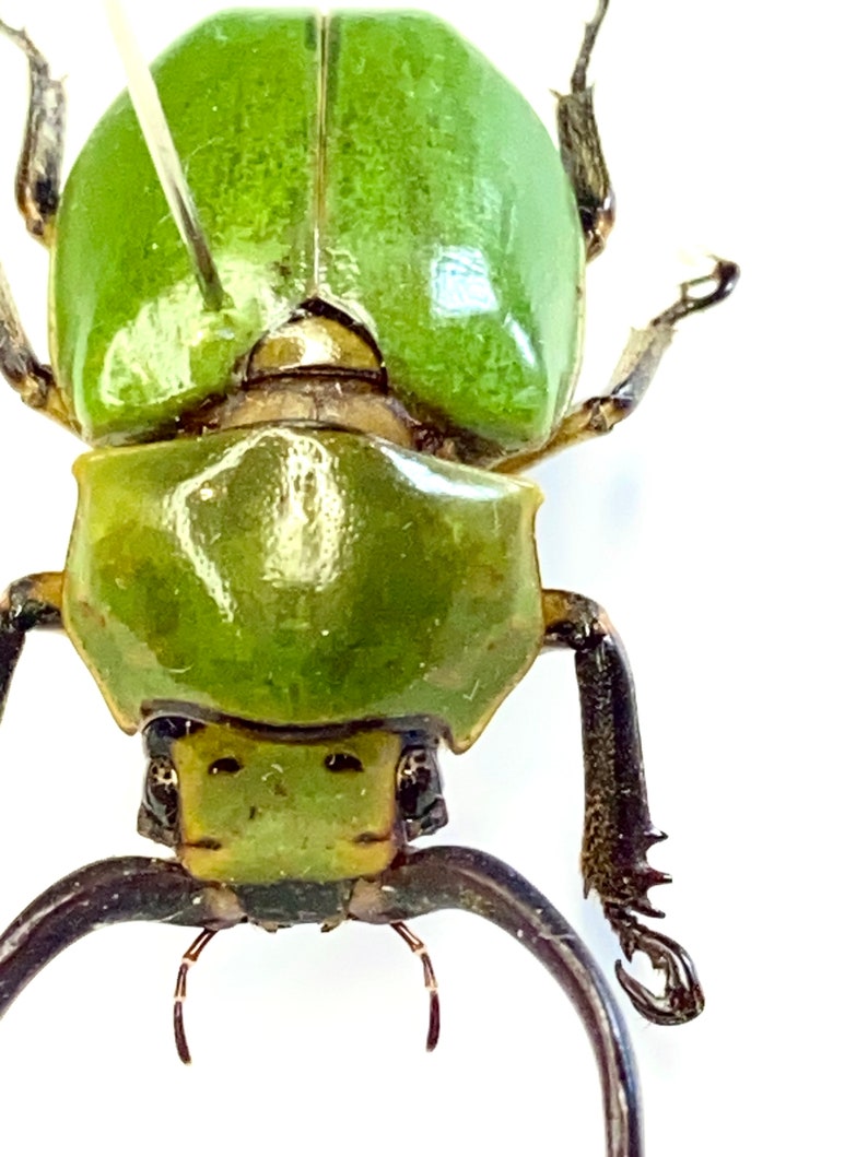Beetle Specimen (kibakoganea Tamdaoensis) Real Insect.rutelinae.scarab ...