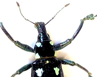 Rhinoscapha lunulata。実物標本。ゾウムシ - Etsy 日本