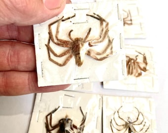 Huntsman Spiders x 6.  real spider specimen. Insect specimens. Arachnid. taxidermy. beetle. insect art